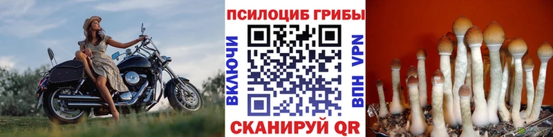 дарнет шоп Миллерово Псилоцибиновые грибы GOLDEN TEACHER